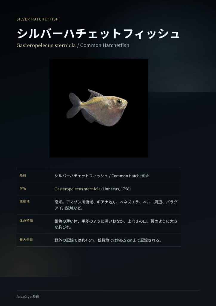 シルバーハチェットフィッシュの資料プレビュー