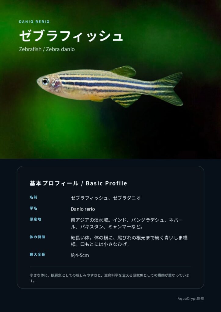 ゼブラフィッシュの資料プレビュー