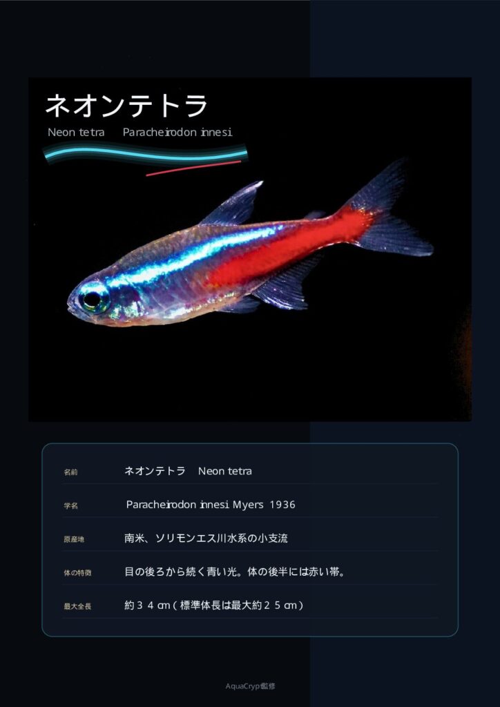ネオンテトラの資料プレビュー
