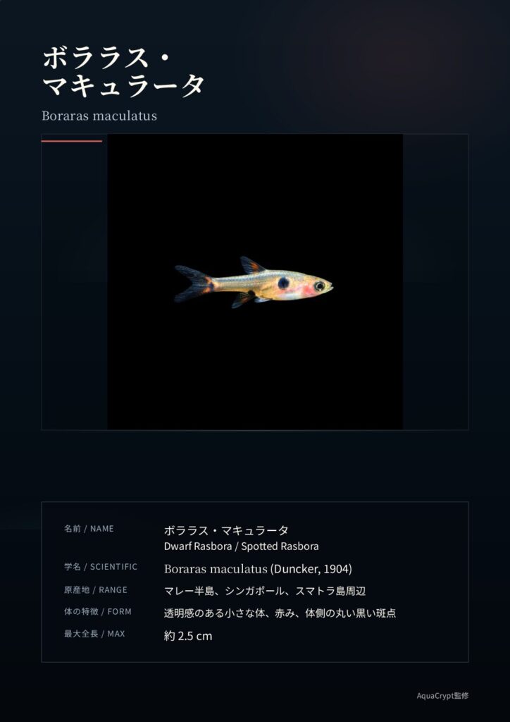 ボララスマキュラータの資料プレビュー