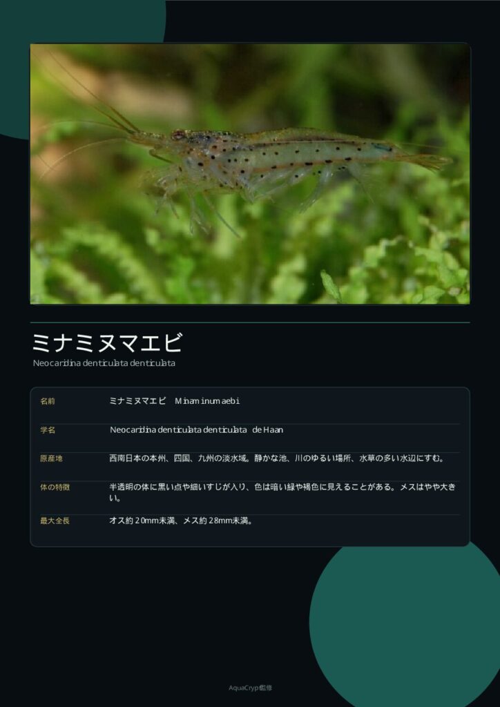ミナミヌマエビの資料プレビュー