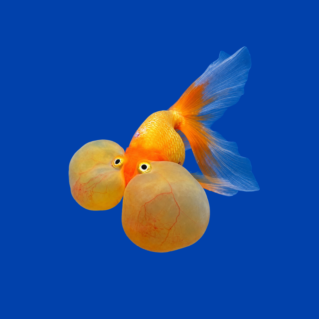 金魚 水泡 眼